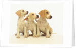 Beagle Puppies Looking Left by Anonymous