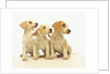 Beagle Puppies Looking Left by Anonymous