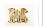 Beagle Puppies Looking Left by Anonymous
