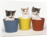 Kittens in Flower Pots by Anonymous