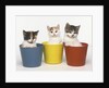 Kittens in Flower Pots by Anonymous