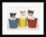 Kittens in Flower Pots by Anonymous