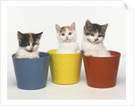 Kittens in Flower Pots by Anonymous