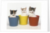 Kittens in Flower Pots by Anonymous