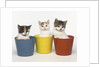 Kittens in Flower Pots by Anonymous