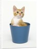 Orange and White Kitten in Flower Pot by Anonymous