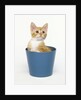Orange and White Kitten in Flower Pot by Anonymous
