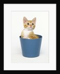 Orange and White Kitten in Flower Pot by Anonymous