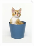 Orange and White Kitten in Flower Pot by Anonymous