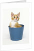 Orange and White Kitten in Flower Pot by Anonymous