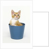 Orange and White Kitten in Flower Pot by Anonymous