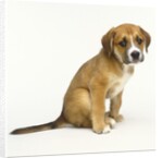 Puppy Sitting Down by Anonymous