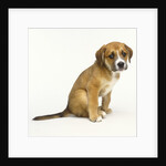 Puppy Sitting Down by Anonymous