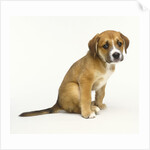 Puppy Sitting Down by Anonymous