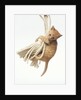 Orange Kitten Hanging from Tassel by Anonymous
