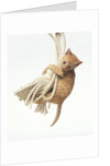 Orange Kitten Hanging from Tassel by Anonymous