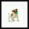 Jack Russell Terrier with Ball by Anonymous