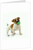 Jack Russell Terrier with Ball by Anonymous