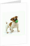 Jack Russell Terrier with Ball by Anonymous