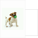 Jack Russell Terrier with Ball by Anonymous
