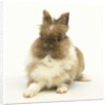 Brown and White Rabbit by Anonymous