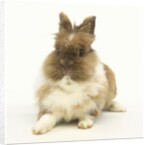 Brown and White Rabbit by Anonymous