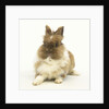 Brown and White Rabbit by Anonymous
