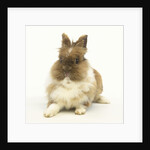 Brown and White Rabbit by Anonymous