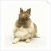 Brown and White Rabbit by Anonymous
