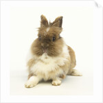 Brown and White Rabbit by Anonymous