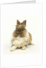 Brown and White Rabbit by Anonymous