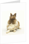Brown and White Rabbit by Anonymous