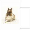 Brown and White Rabbit by Anonymous