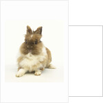 Brown and White Rabbit by Anonymous
