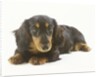 Long-Haired Dachshund Puppy by Anonymous