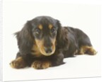 Long-Haired Dachshund Puppy by Anonymous