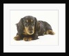 Long-Haired Dachshund Puppy by Anonymous