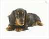 Long-Haired Dachshund Puppy by Anonymous