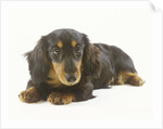 Long-Haired Dachshund Puppy by Anonymous