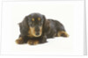 Long-Haired Dachshund Puppy by Anonymous