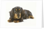 Long-Haired Dachshund Puppy by Anonymous