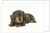 Long-Haired Dachshund Puppy by Anonymous