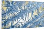 Frost on Glass by Anonymous
