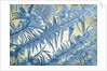 Frost on Glass by Anonymous