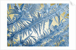 Frost on Glass by Anonymous