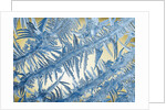 Frost on Glass by Anonymous