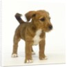 Brown and White Puppy by Anonymous