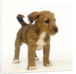 Brown and White Puppy by Anonymous