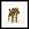 Brown and White Puppy by Anonymous
