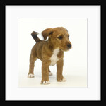 Brown and White Puppy by Anonymous